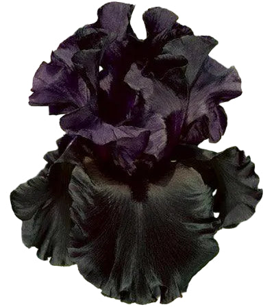Iris Raven Girl MULTI-AWARD WINNER