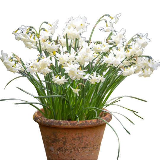 Narcissus Starlight Sensation 8-pack