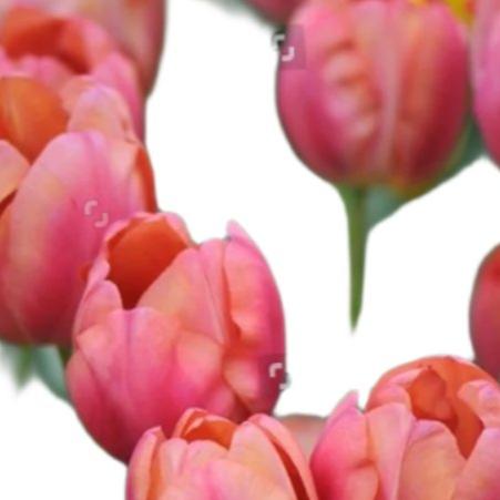 Tulip Flevo Passion 10-pack