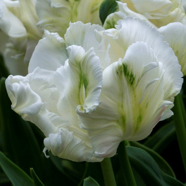 Tulip Super Parrot 10-pack