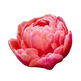 Tulip Etched Salmon 10-pack