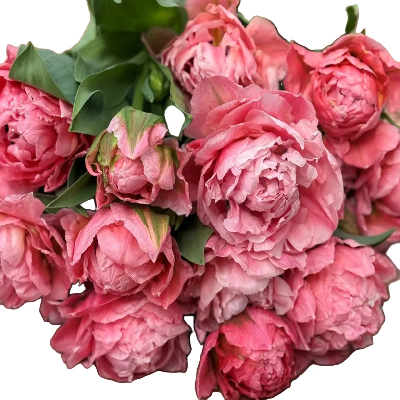 Tulip Taiwan 10-pack