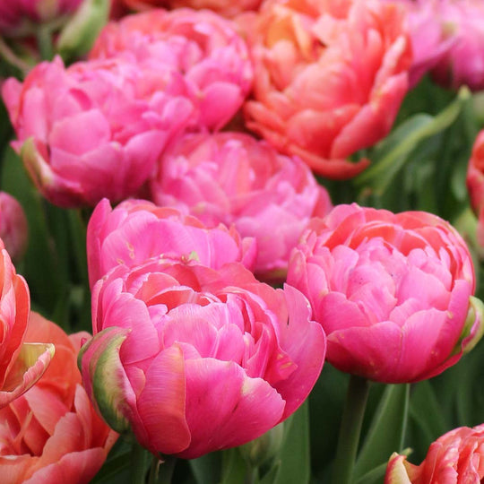 Tulip Amazing Grace 10-pack
