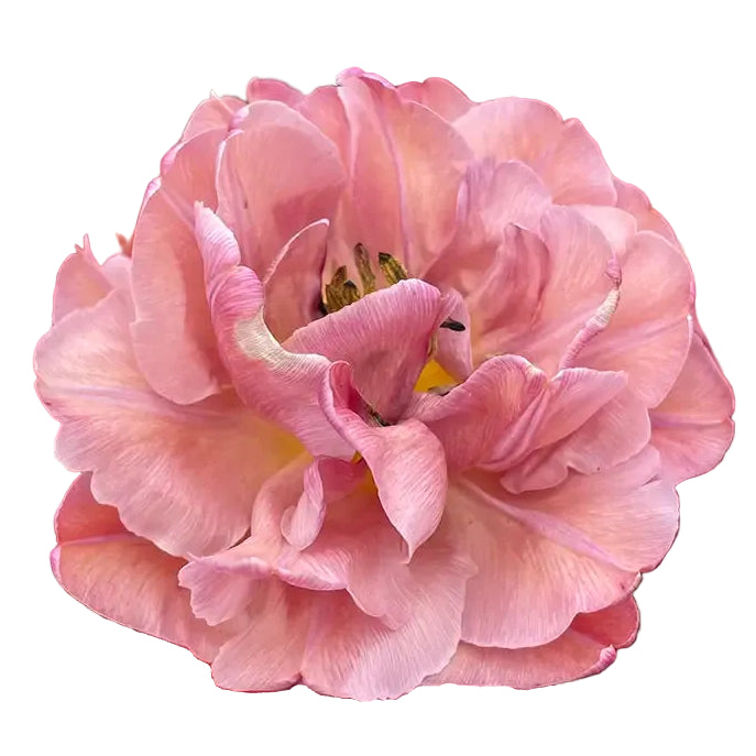 Tulip Beachberry 10-pack