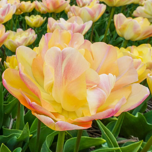 Tulip Charming Beauty 10-pack