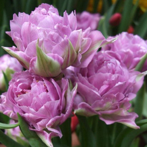 Tulip Double Price 10-pack