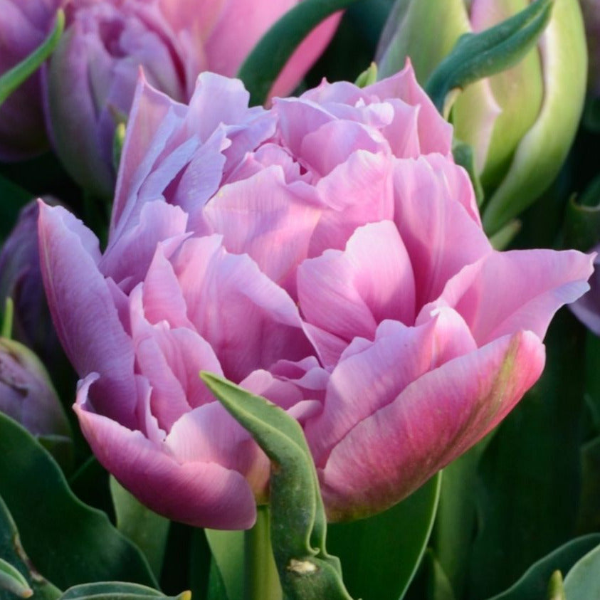 Tulip Double Price 10-pack
