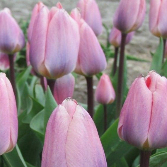 Tulip Light and Dreamy 10-pack