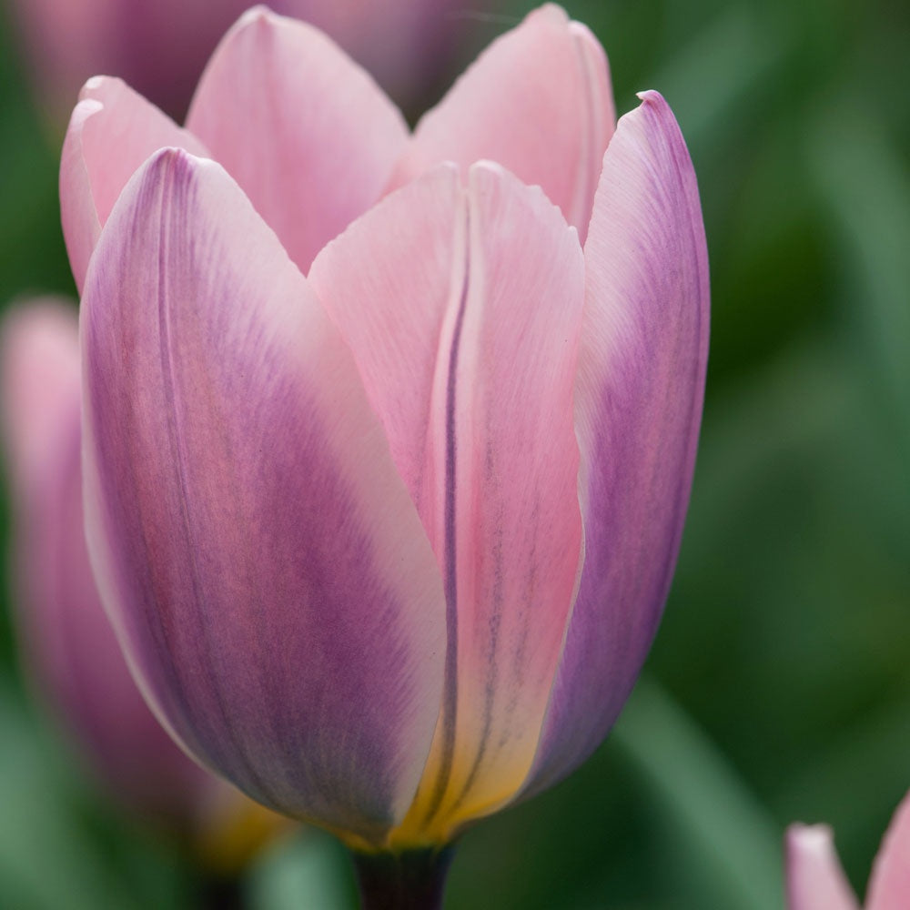 Tulip Light and Dreamy 10-pack