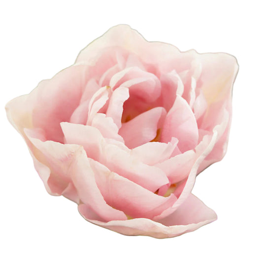 Tulip Mariage 10-pack