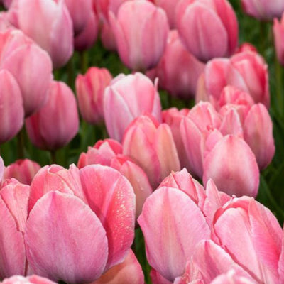Tulip Mystic Van Eijk 10-pack