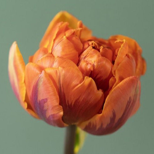 Tulip Orange Princess 10-pack