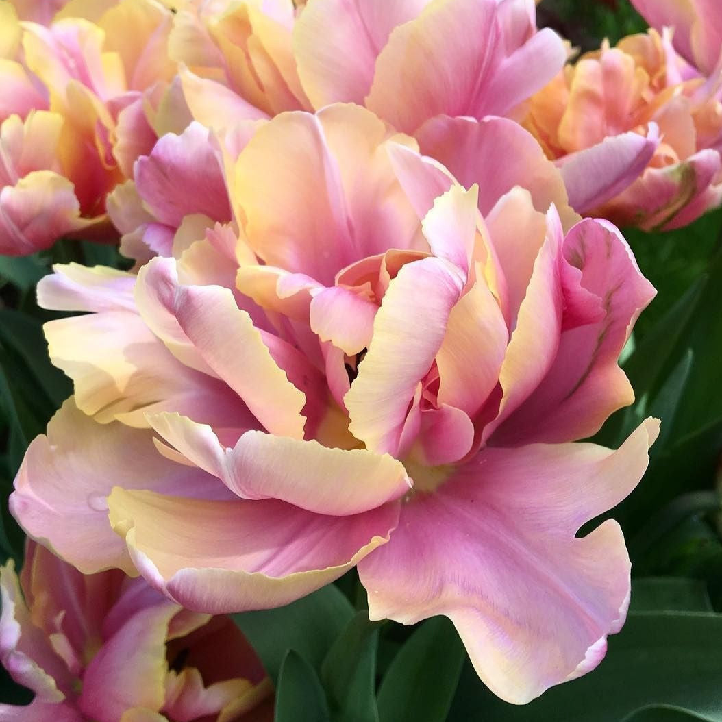 Tulip Pink Star 10-pack