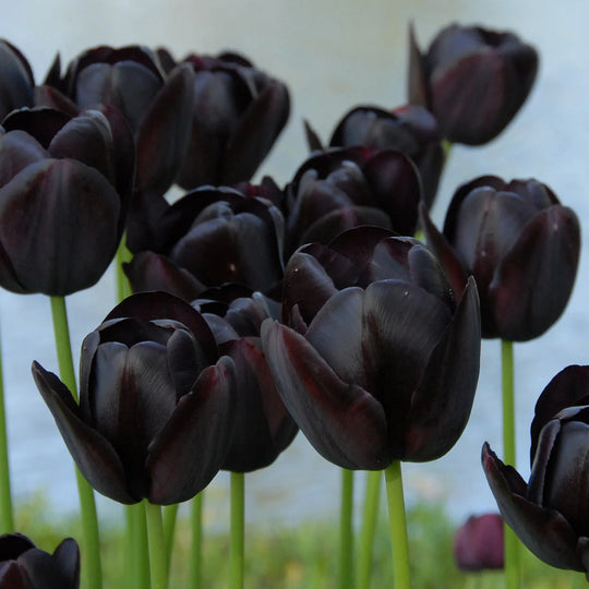 Tulip Queen of Night 10-pack