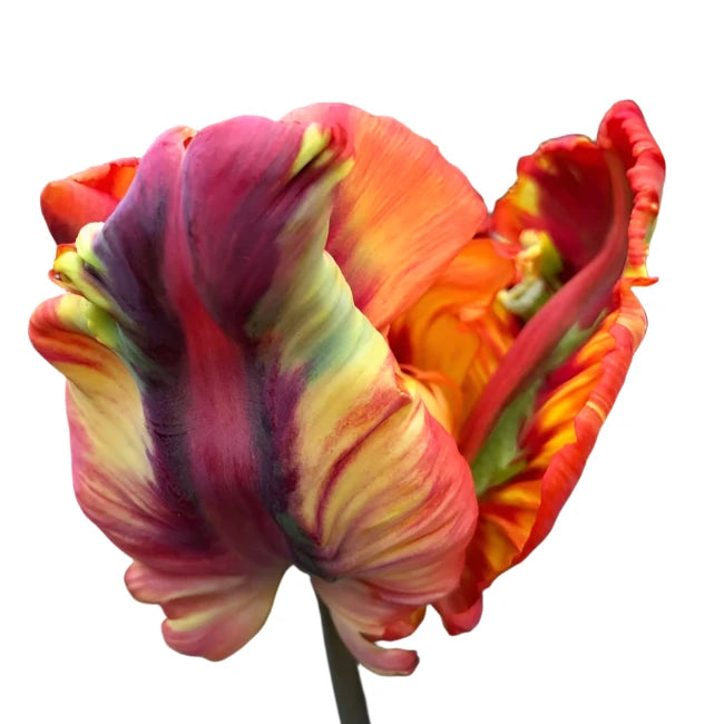 Tulip Rasta Parrot 10-pack