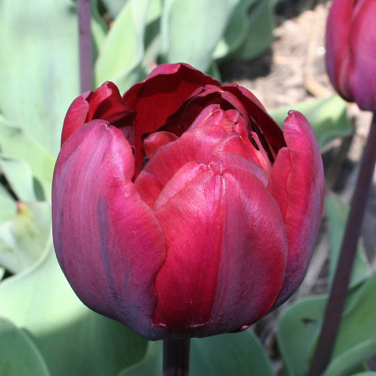 Tulip Ridgedale 10-pack