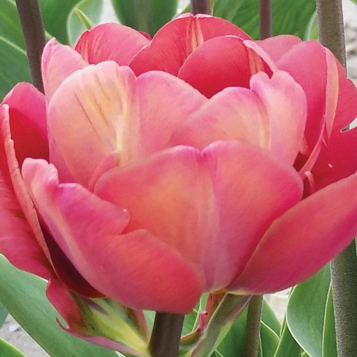 Tulip Ridgedale 10-pack