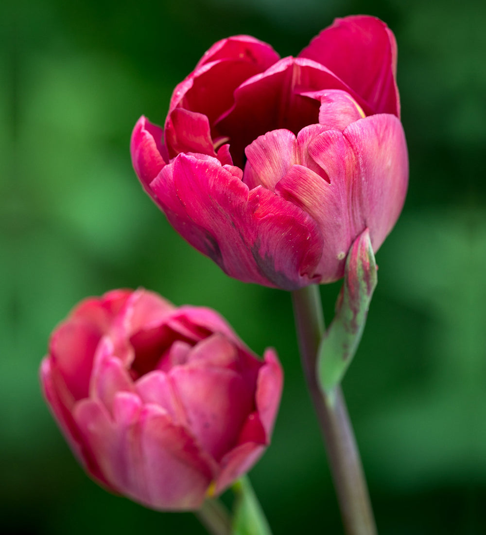 Tulip Ridgedale 10-pack