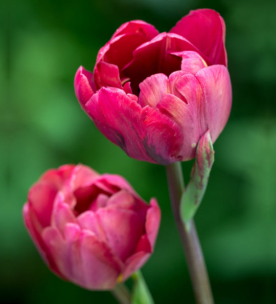 Tulip Ridgedale 10-pack