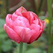 Tulip Double Symbiose Apricot 10-pack