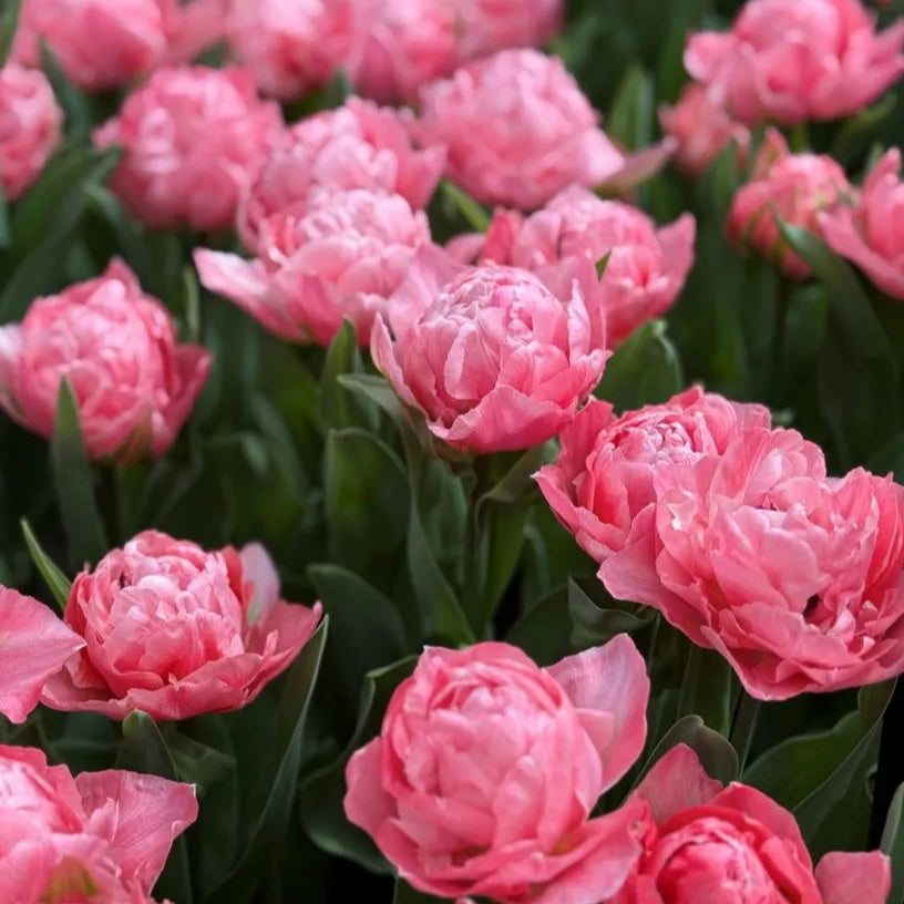 Tulip Taiwan 10-pack
