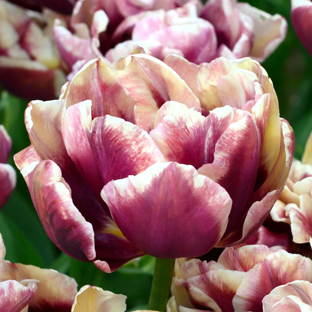 Tulip Wyndham 10-pack