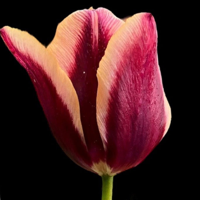 Tulip Slawa 10-pack