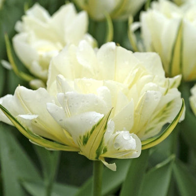 Tulip Exotic Emperor 10-pack