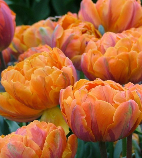 Tulip Orange Princess 10-pack