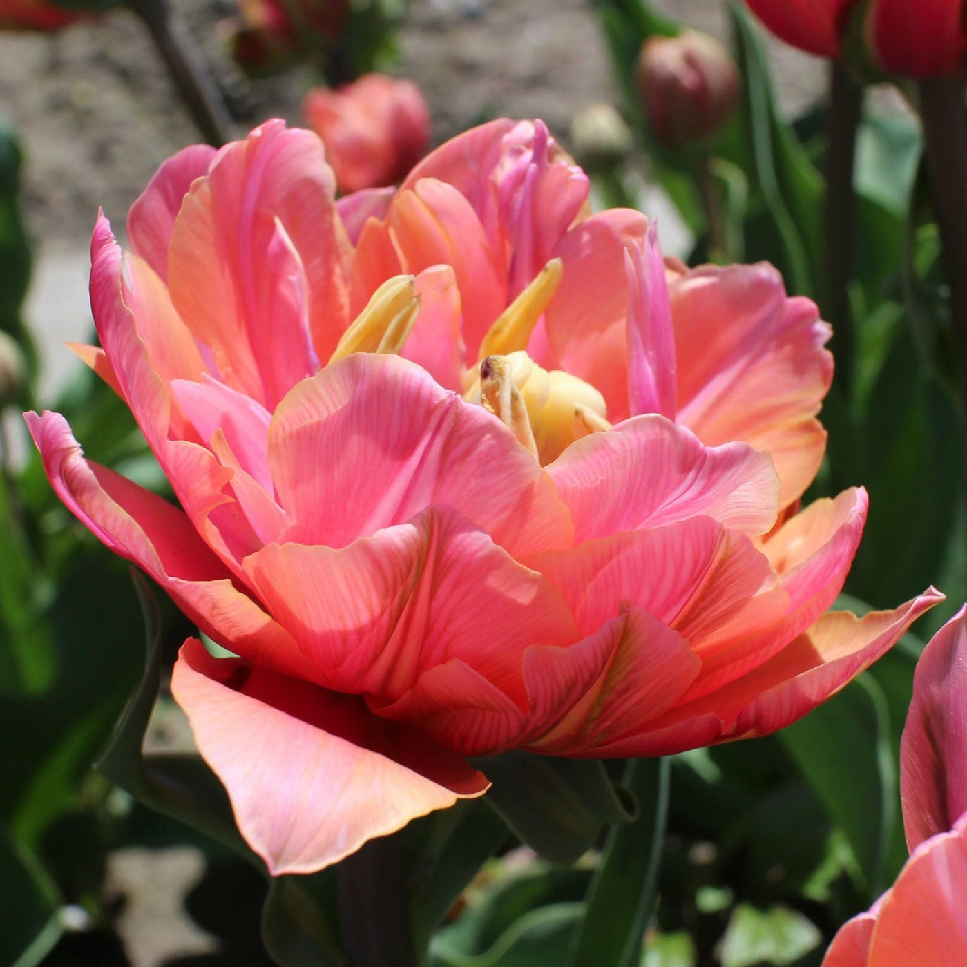 Tulip Mania Subscription