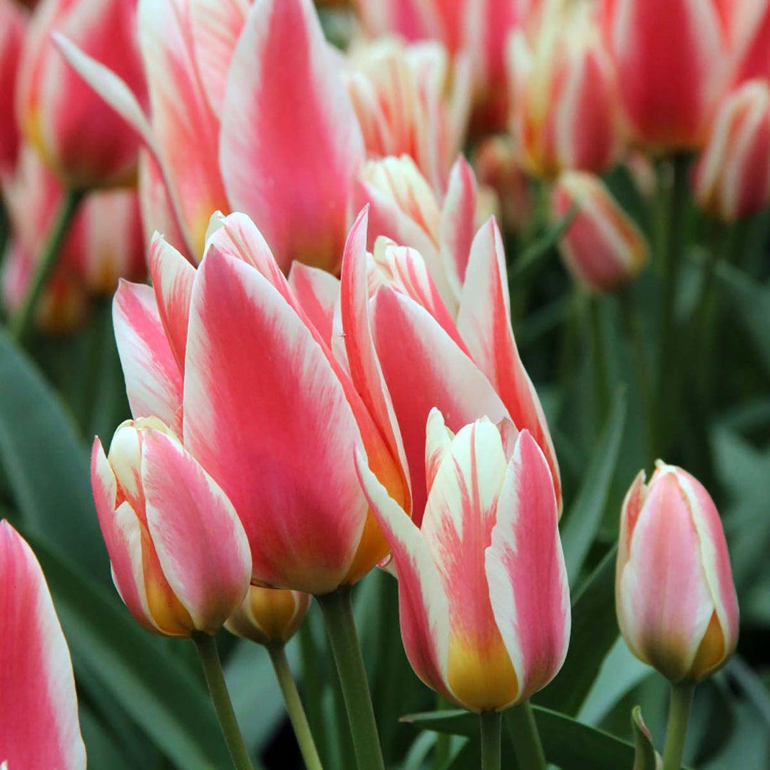 Tulip Quebec 10-pack