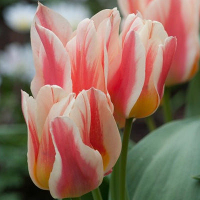 Tulip Quebec 10-pack