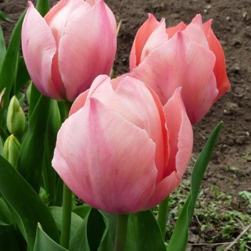 Tulip Salmon Van Eijk 10-pack