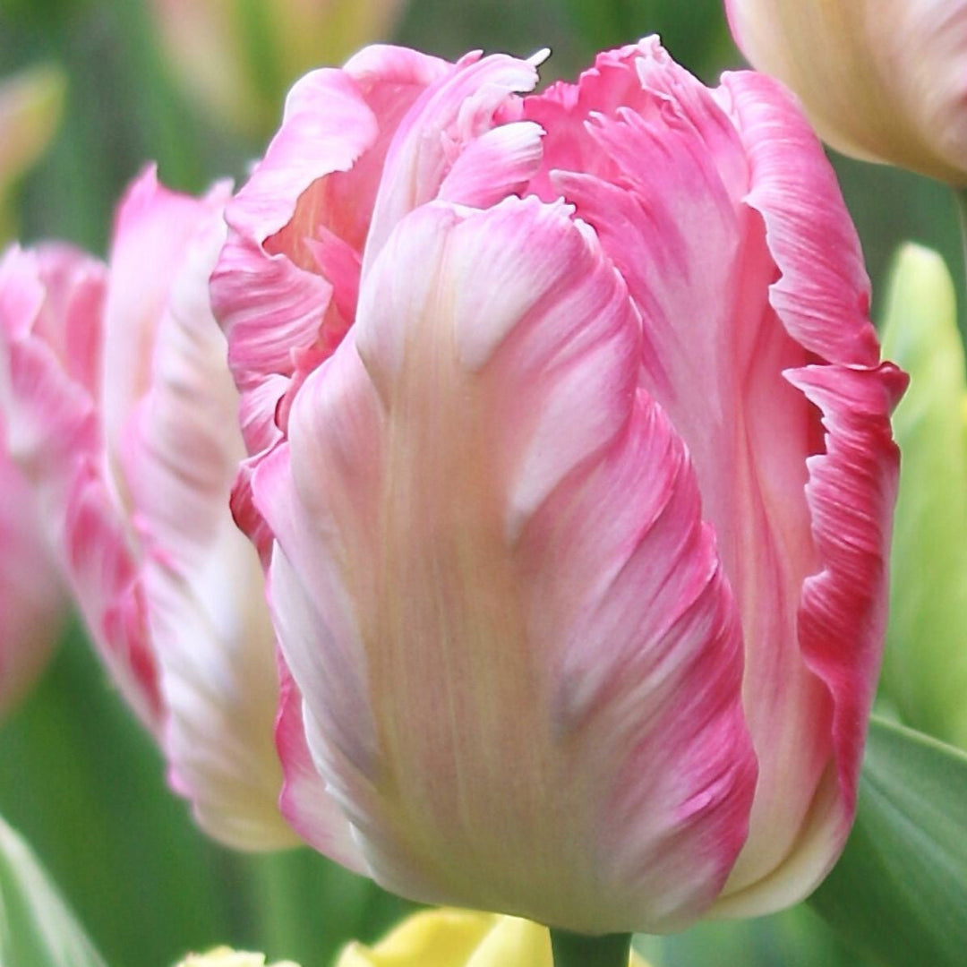 Tulip Silver Parrot 10-pack