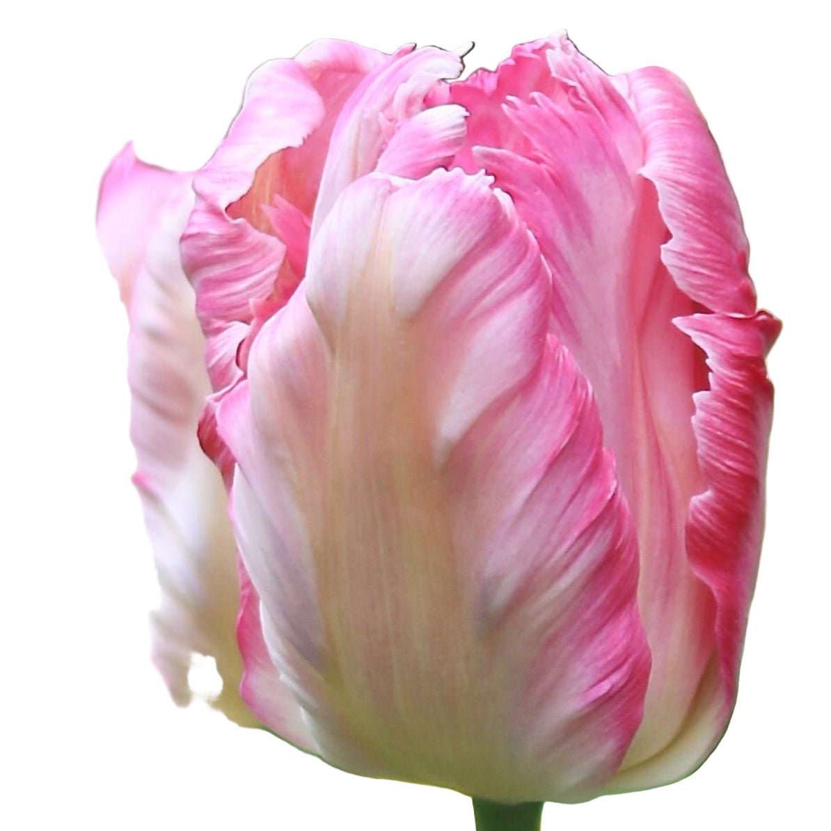 Close-up of a pink and white tulip on a white background