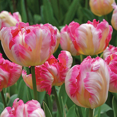 Tulip Silver Parrot 10-pack