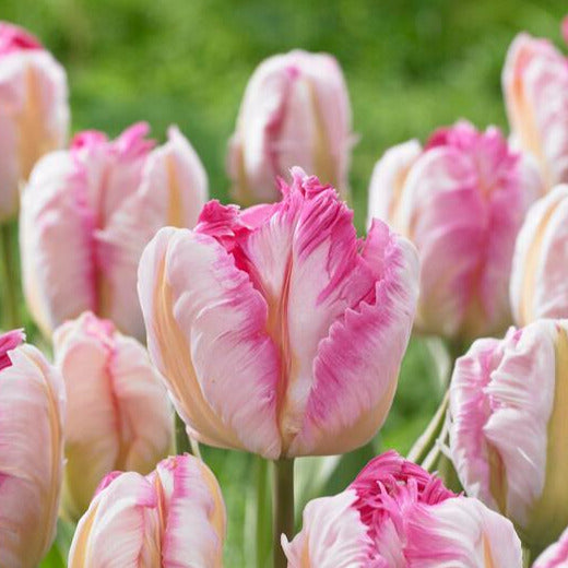 Tulip Silver Parrot 10-pack
