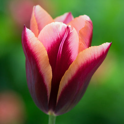 Tulip Slawa 10-pack