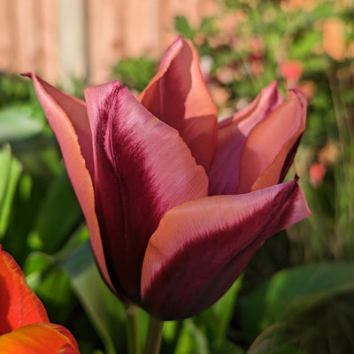 Tulip Slawa 10-pack