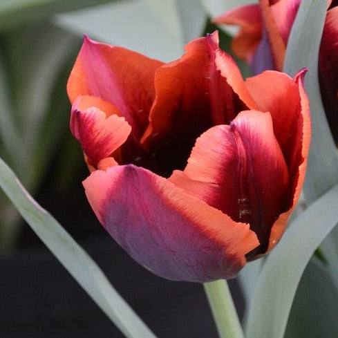 Tulip Slawa 10-pack