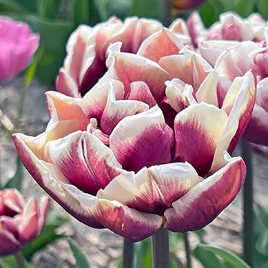 Tulip Wyndham 10-pack