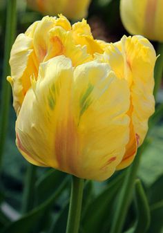 Tulip Yellow Madonna 10-pack