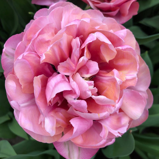 Tulip Amazing Grace 10-pack