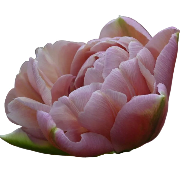 Tulip Beachberry 10-pack