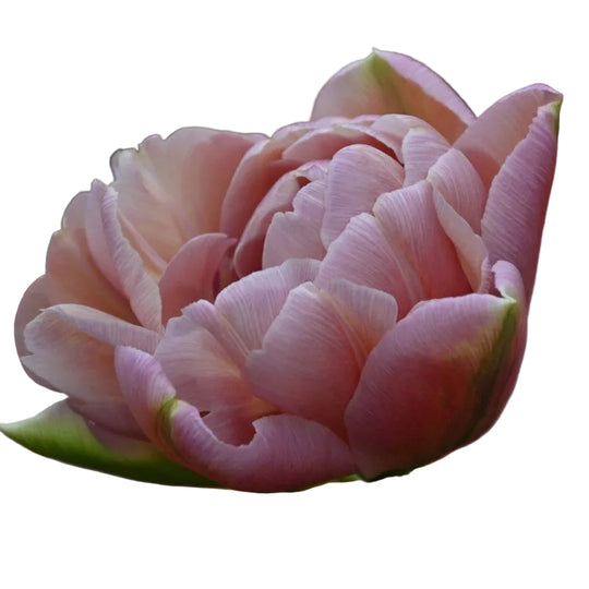 Tulip Beachberry 10-pack
