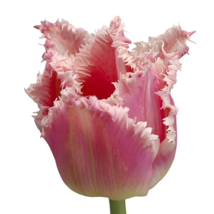 Tulip Bell Song 10-pack