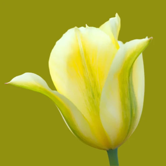 Tulip Viridiflora Formosa