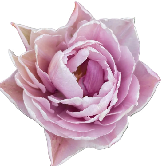 Tulip Katinka 10-pack