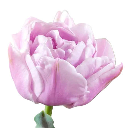 Tulip Katinka 10-pack