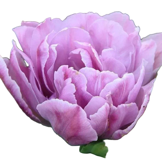 Tulip Katinka 10-pack